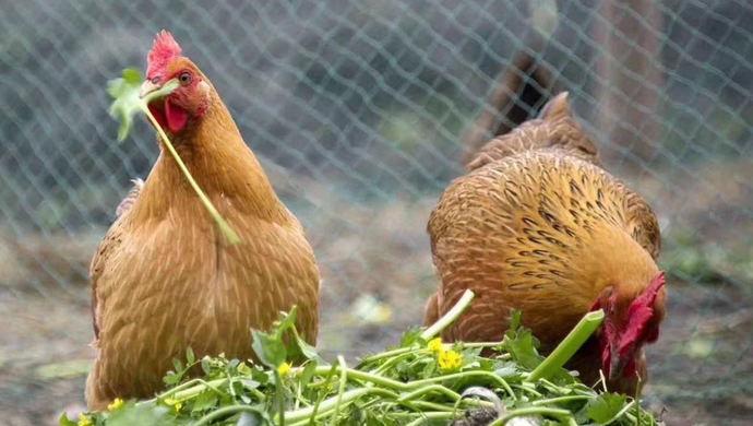 疫情中的上海松江家禽养殖业全产业链生产稳定销售往线上突围