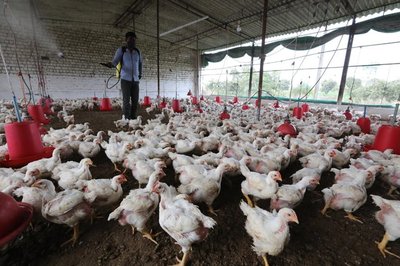 疫情失控禽流感袭来,印度总理莫迪遇多重难题:农民抗议还没解决