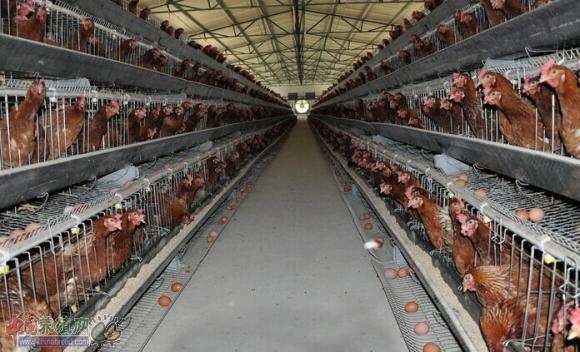 家禽养殖业步入新一轮景气周期