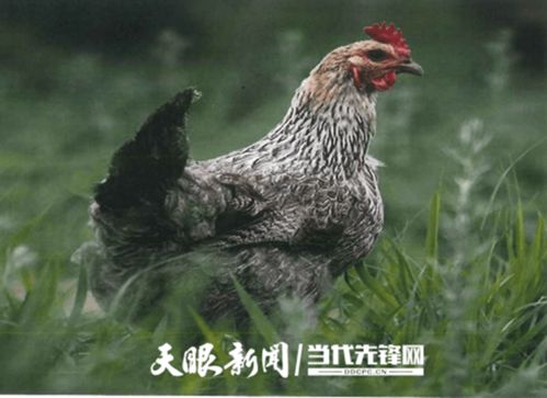 第五批国家林下经济示范基地 安顺市金鸡农庄家禽养殖林下经济示范基地