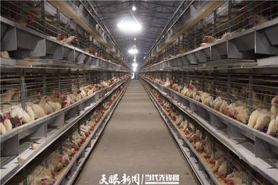 前三季度,贵州省家禽出栏1.2亿羽,禽肉产量20.22万吨