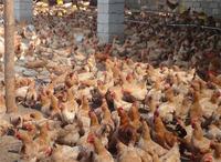 鸡,鸡蛋- 林州市太行绿林禽业